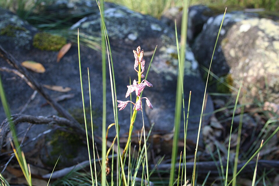 Dipodium variegatum (Slender Hyacinth-Orchid) (alternate view 2)
