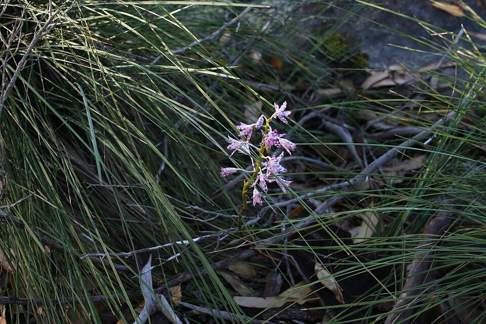 Dipodium variegatum (Slender Hyacinth-Orchid) (alternate view 3)
