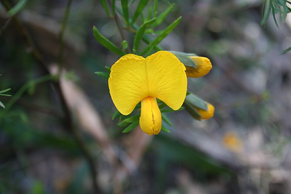 Gompholobium grandiflorum (Large Wedge Pea) (alternate view 9)