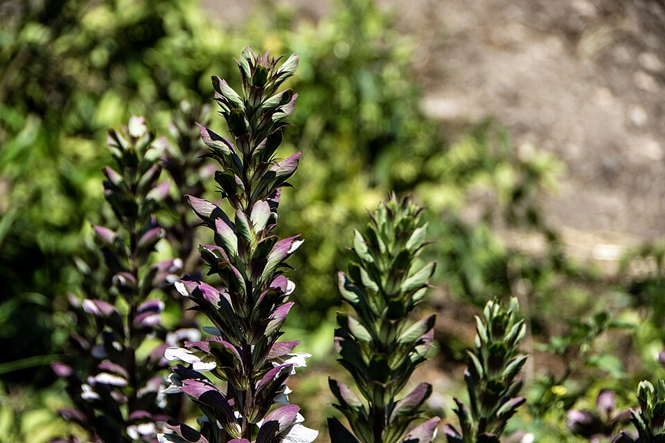 Acanthus (Acanthus) (alternate view 4)
