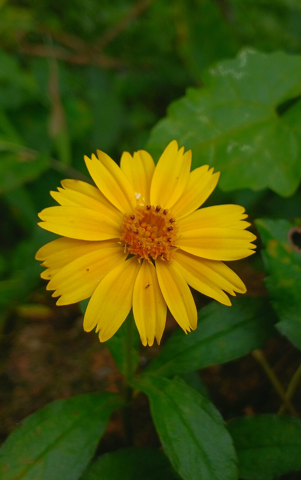 Sphagneticola (alternate view 4)