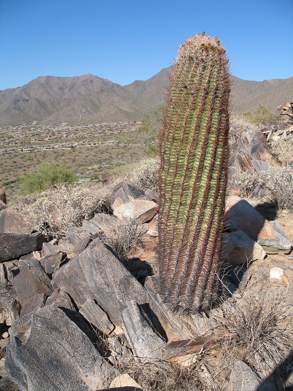 Ferocactus cylindraceus (California Barrel Cactus)