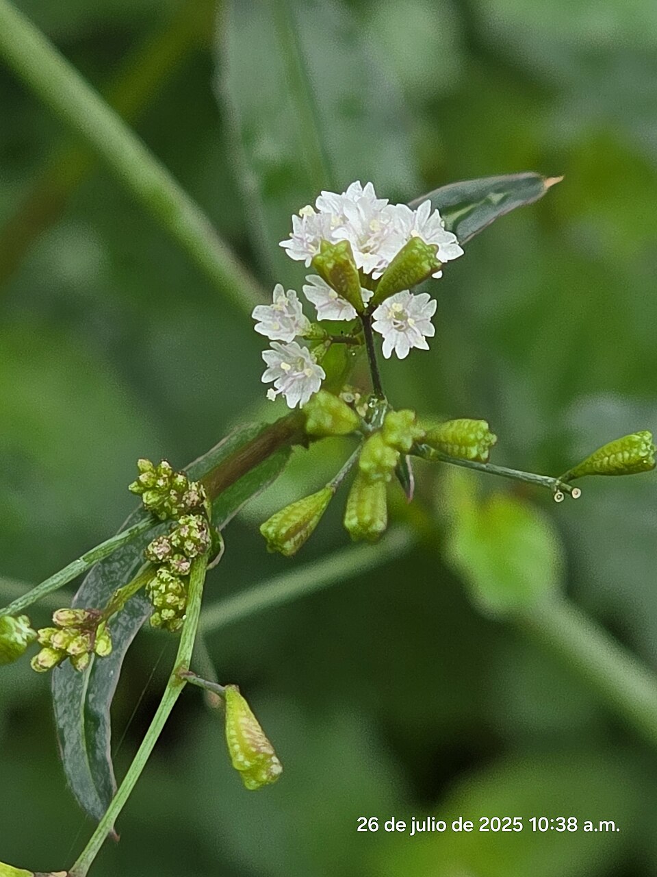 Boerhavia (Spiderlings)
