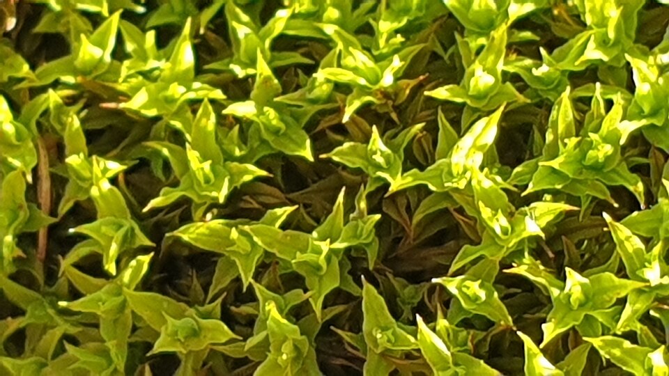 Barbula calycina (alternate view 2)