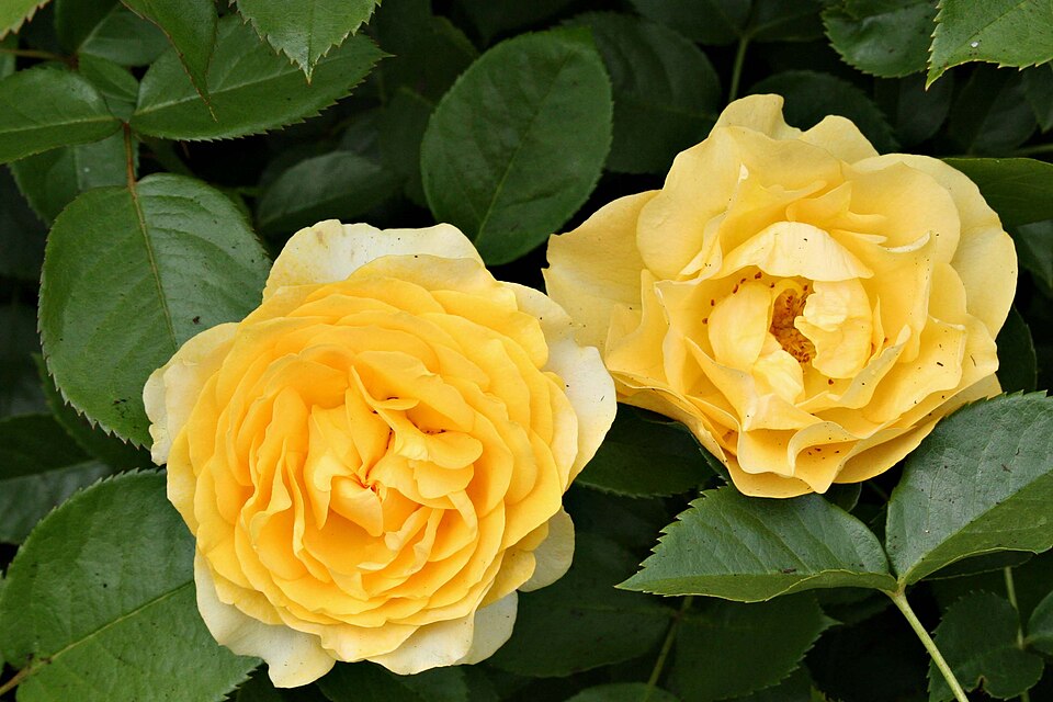 Rosa 'Julia Child' (Julia Child Rose)