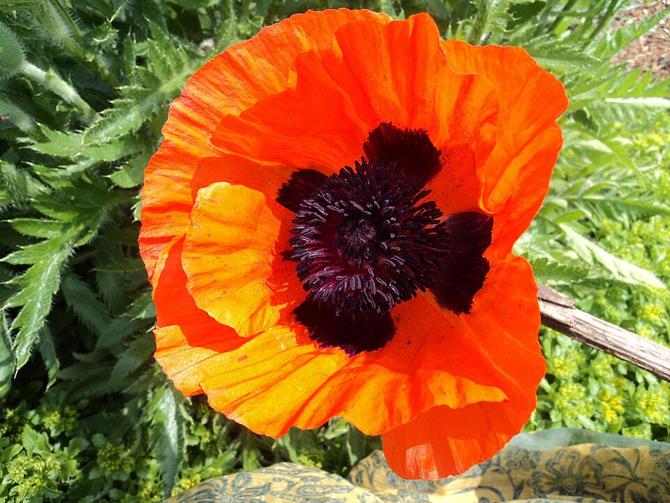 Papaver orientale (Oriental poppy) (alternate view 7)