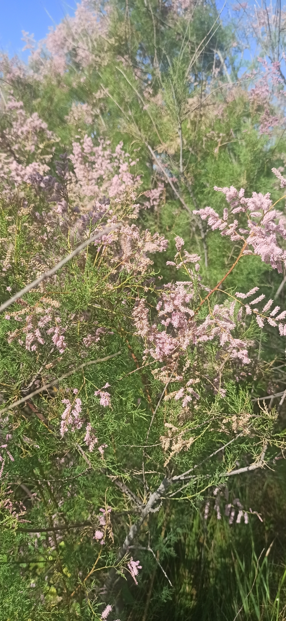 Tamarix ramosissima (saltcedar) (alternate view 9)