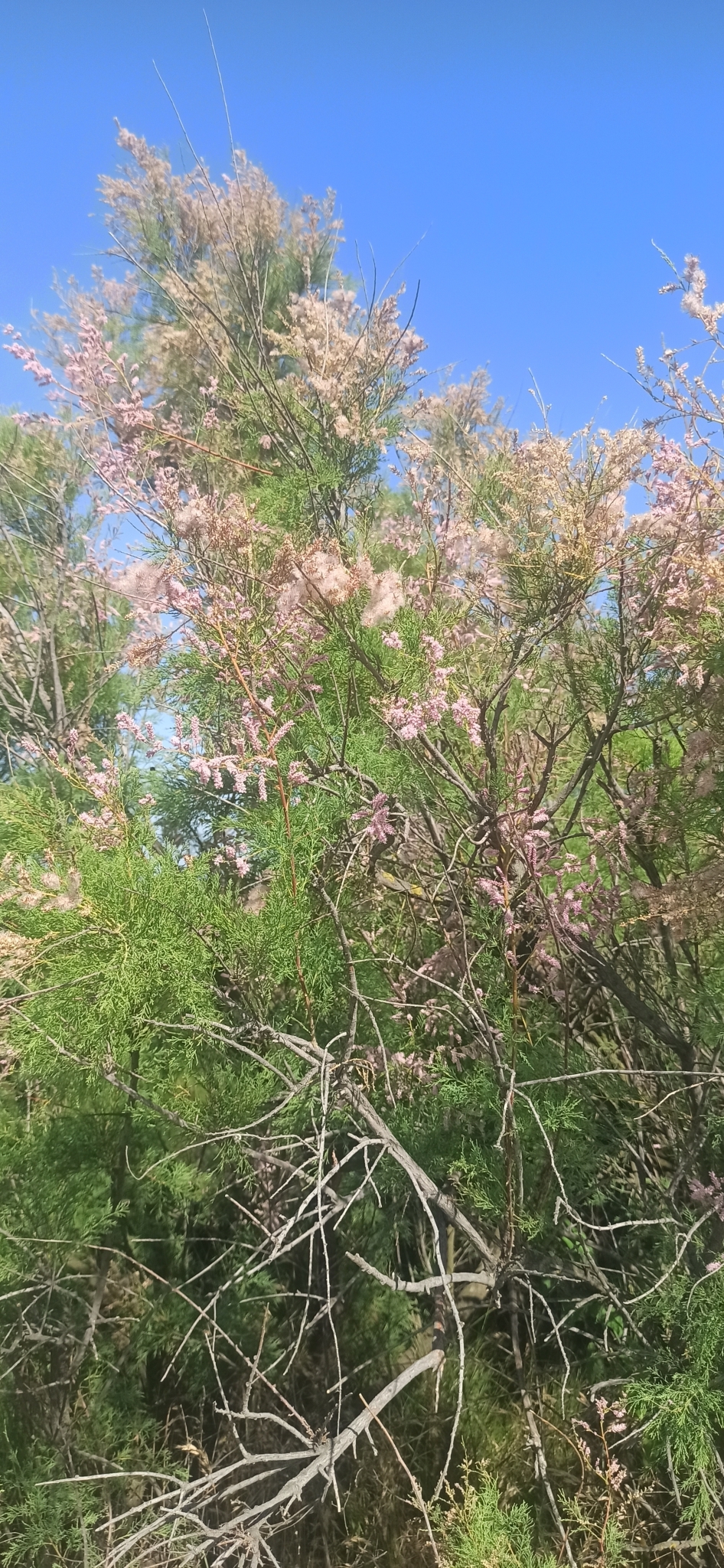 Tamarix ramosissima (saltcedar) (alternate view 10)
