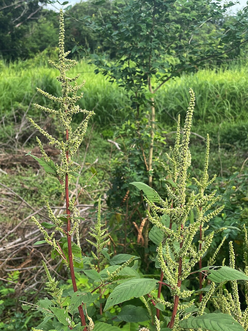 Amaranthus (amaranths)