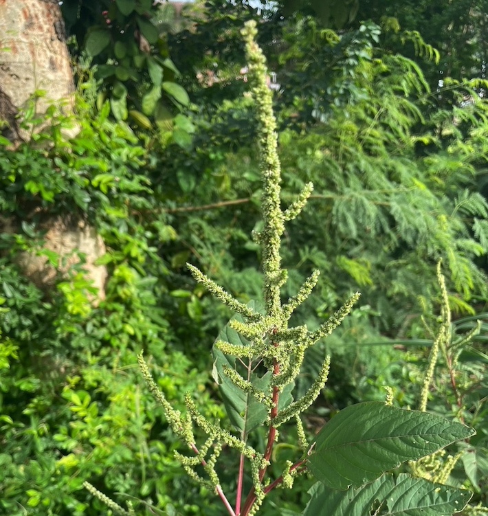 Amaranthus (amaranths) (alternate view 2)