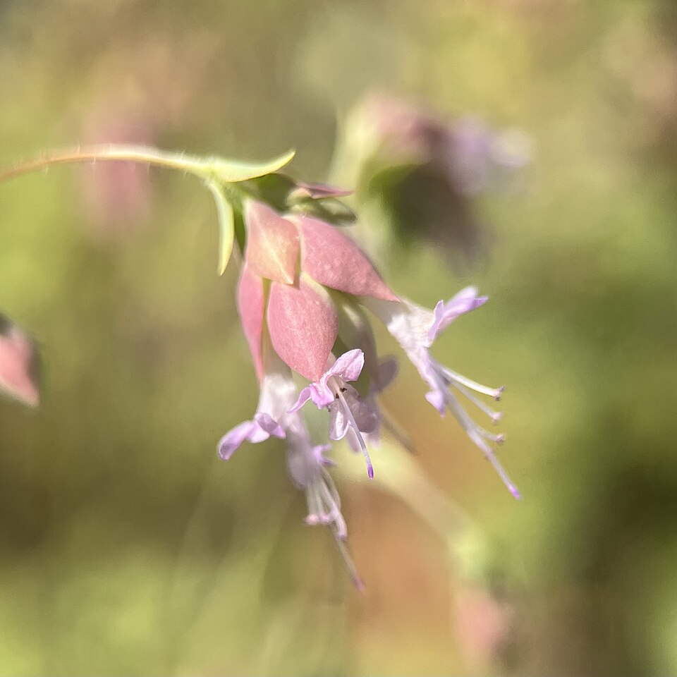 Origanum (Marjorams) (alternate view 4)