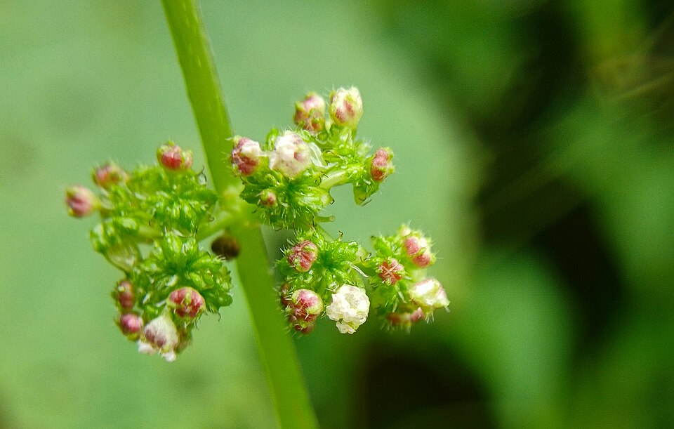 Laportea (wood nettles) (alternate view 3)
