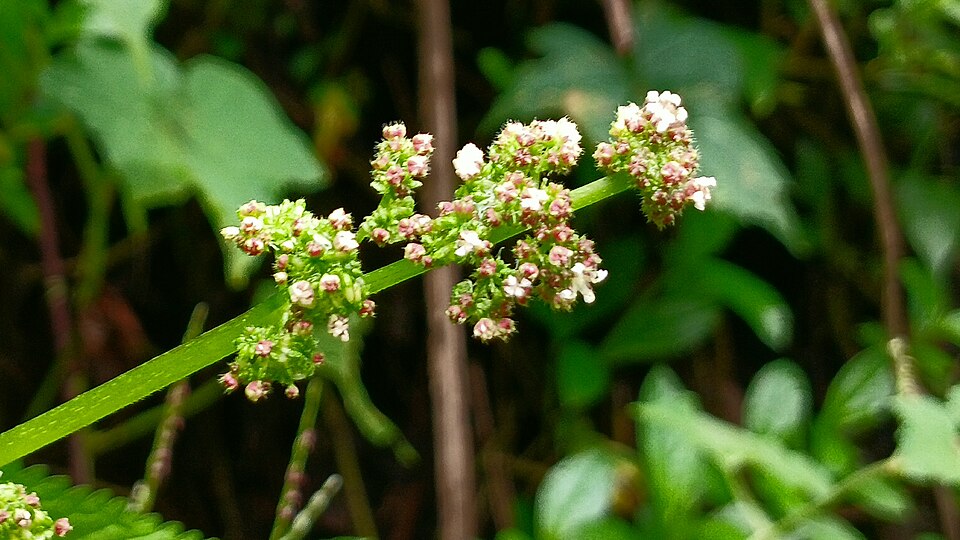 Laportea (wood nettles) (alternate view 4)