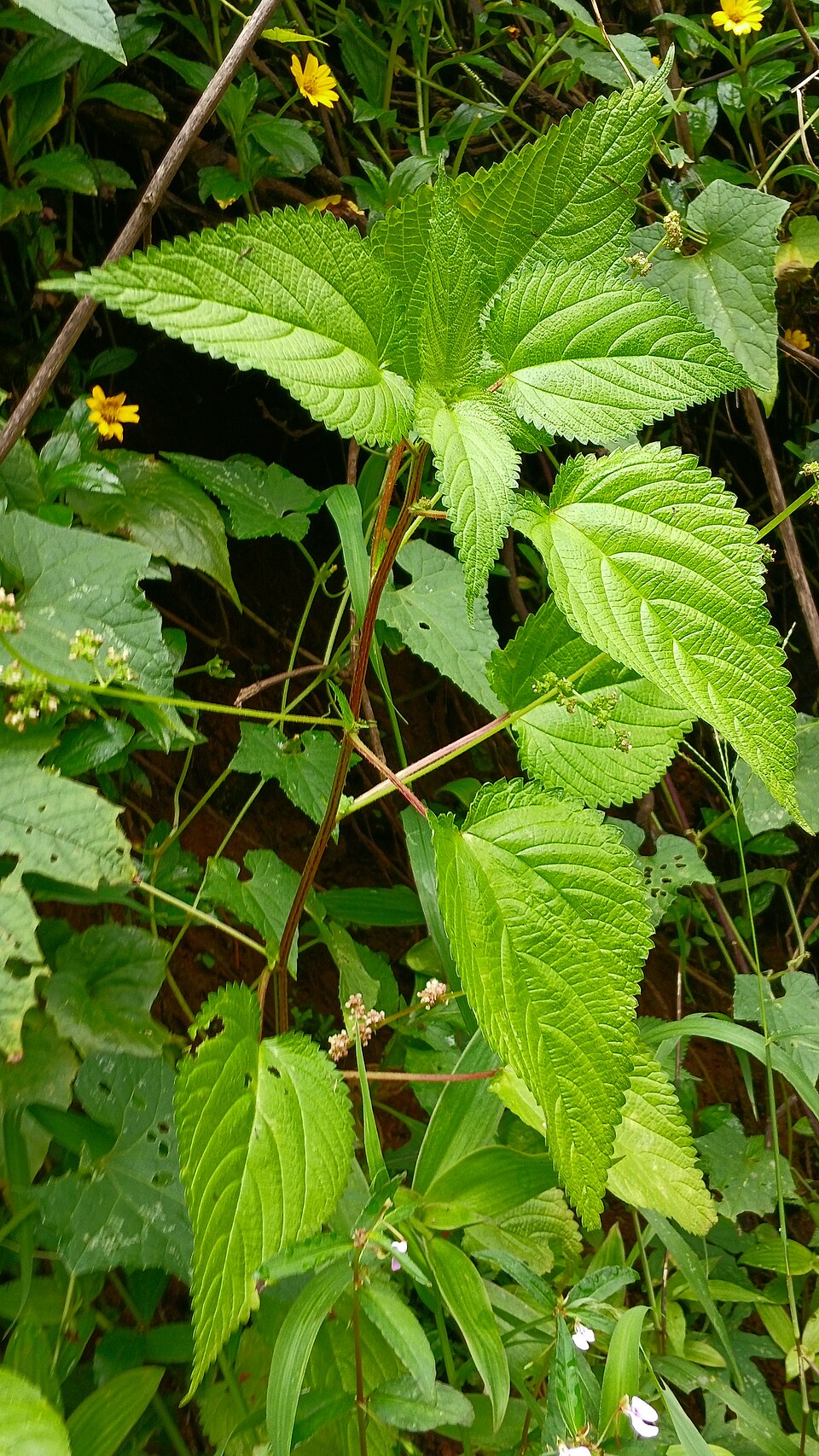 Laportea (wood nettles) (alternate view 5)