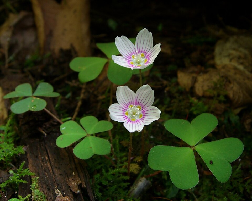 Oxalis montana (mountain woodsorrel) (alternate view 6)