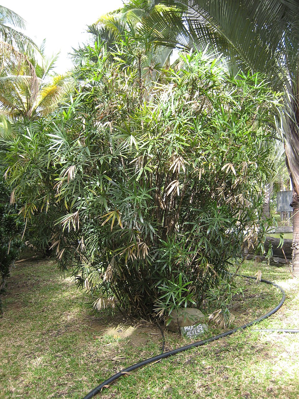 Rhapis excelsa (Lady Palm Tree) (alternate view 7)