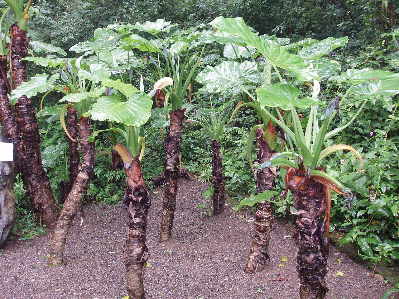 Alocasia macrorrhizos, Giant taro — upright evergreen (Araceae) (image 1 of 8)