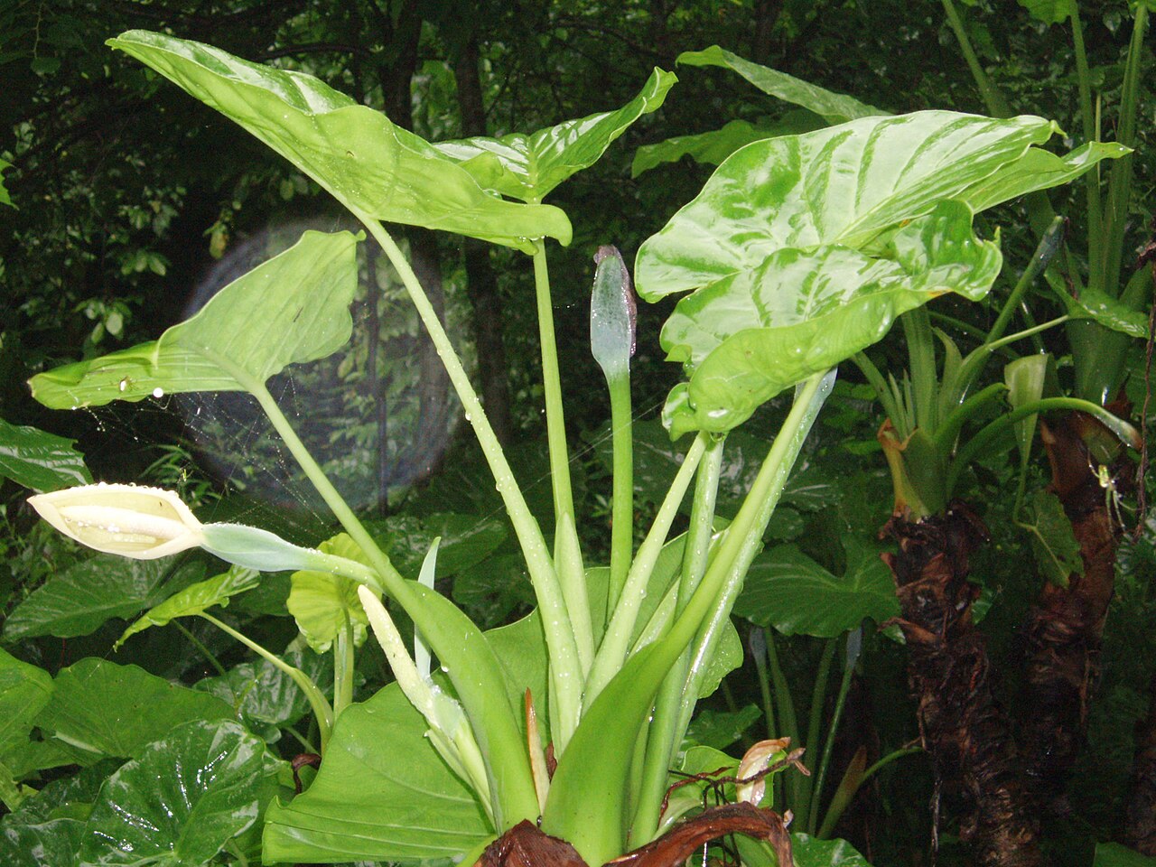 Alocasia macrorrhizos, Giant taro — upright evergreen (Araceae) (image 2 of 8)