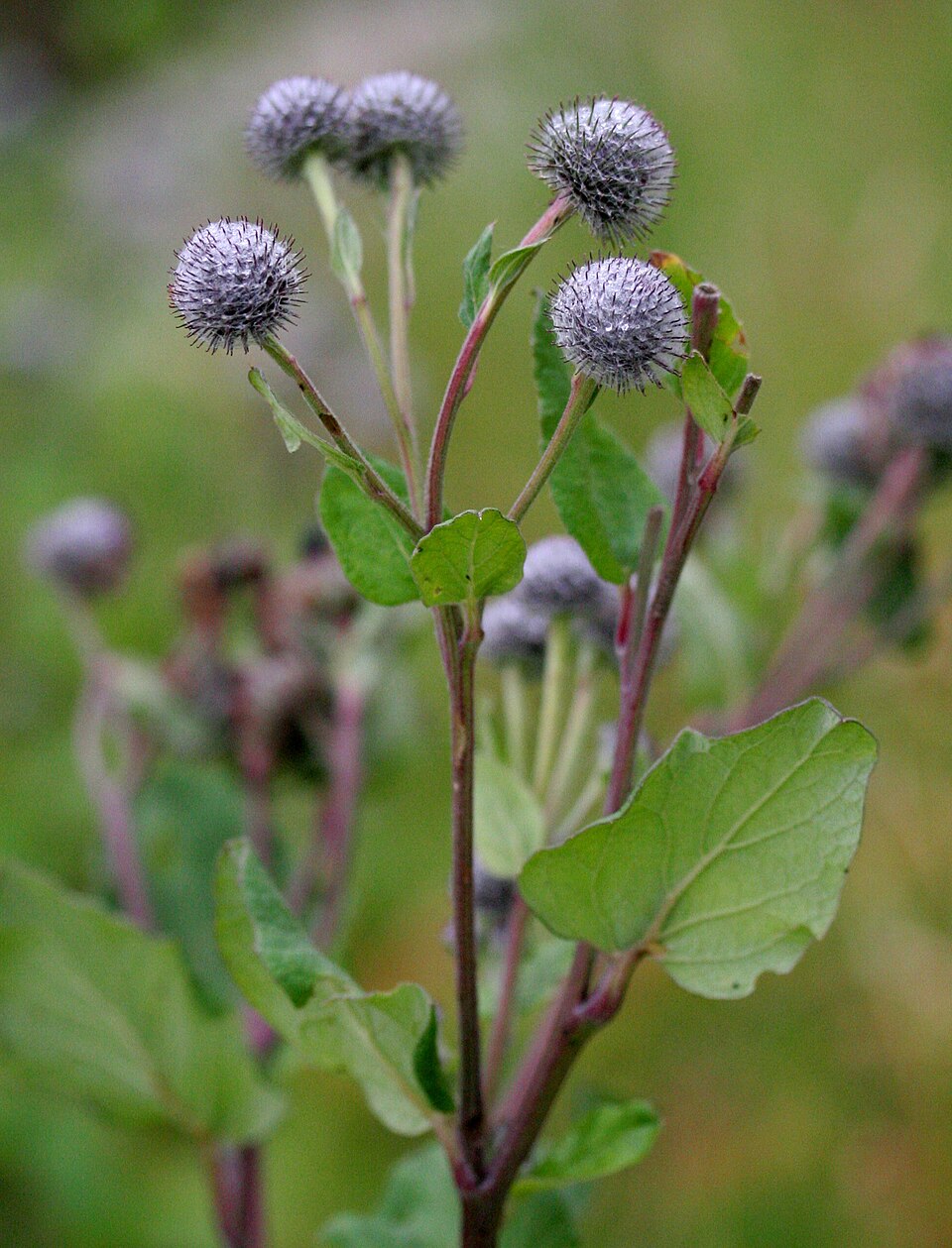 Arctium tomentosum (Woolly Burdock)