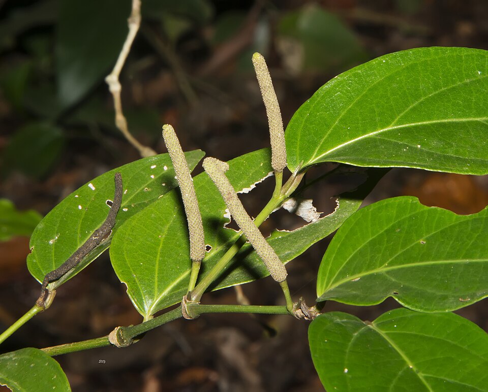 Piper (pepper plants) (alternate view 7)