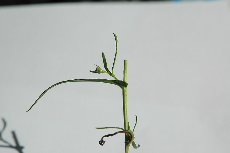 Senecio inaequidens (Narrow-leaved Ragwort)