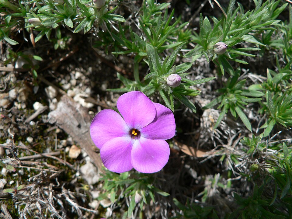 Phlox diffusa (spreading phlox) (alternate view 5)