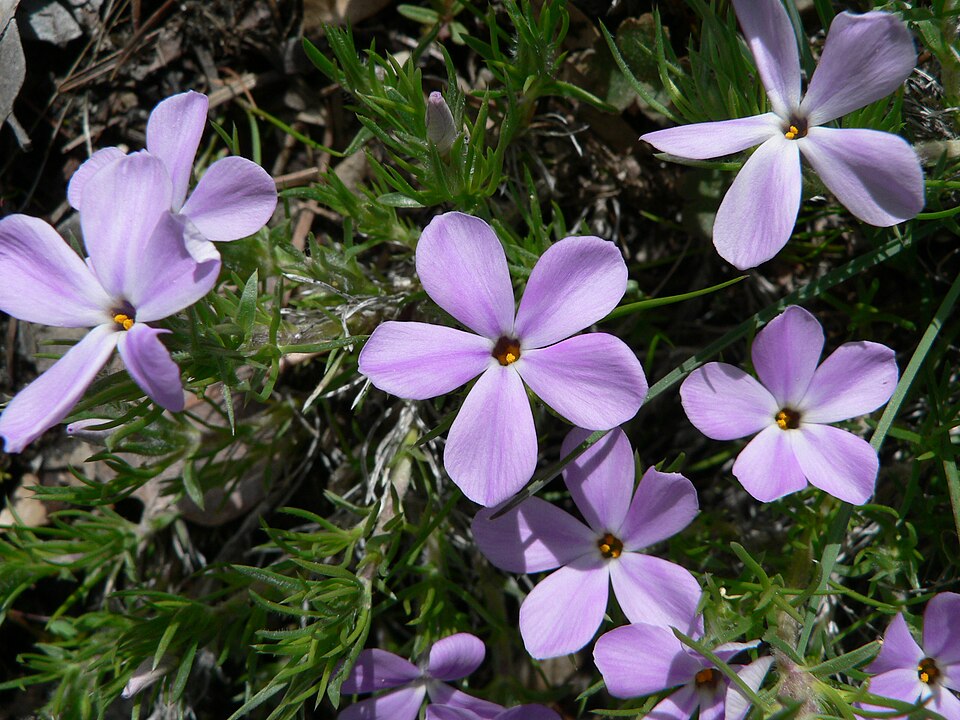 Phlox diffusa (spreading phlox) (alternate view 6)