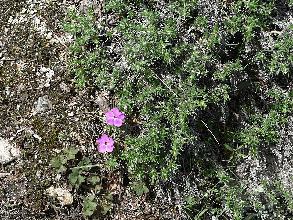 Phlox diffusa (spreading phlox) (alternate view 7)