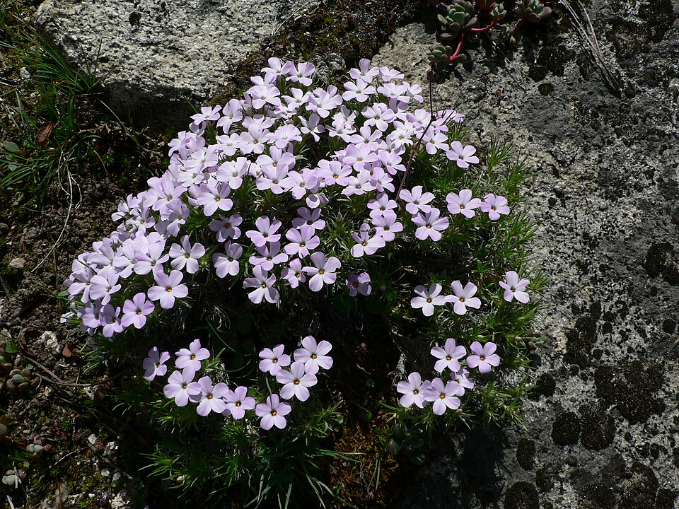 Phlox diffusa (spreading phlox) (alternate view 8)