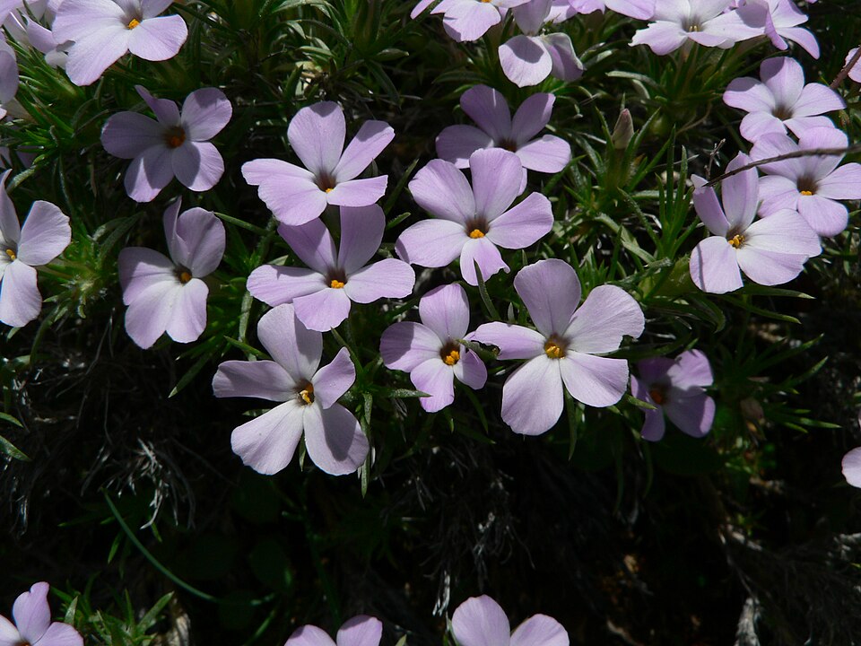 Phlox diffusa (spreading phlox) (alternate view 9)