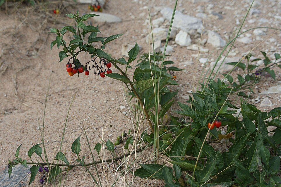 Solanum dulcamara (bittersweet nightshade) (alternate view 9)