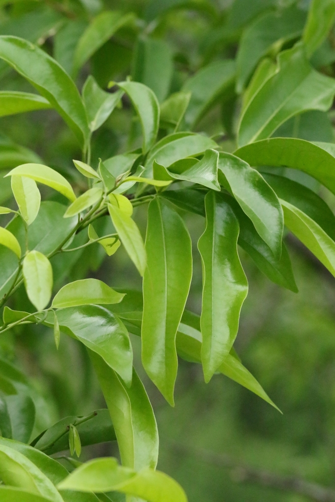 Rehderodendron