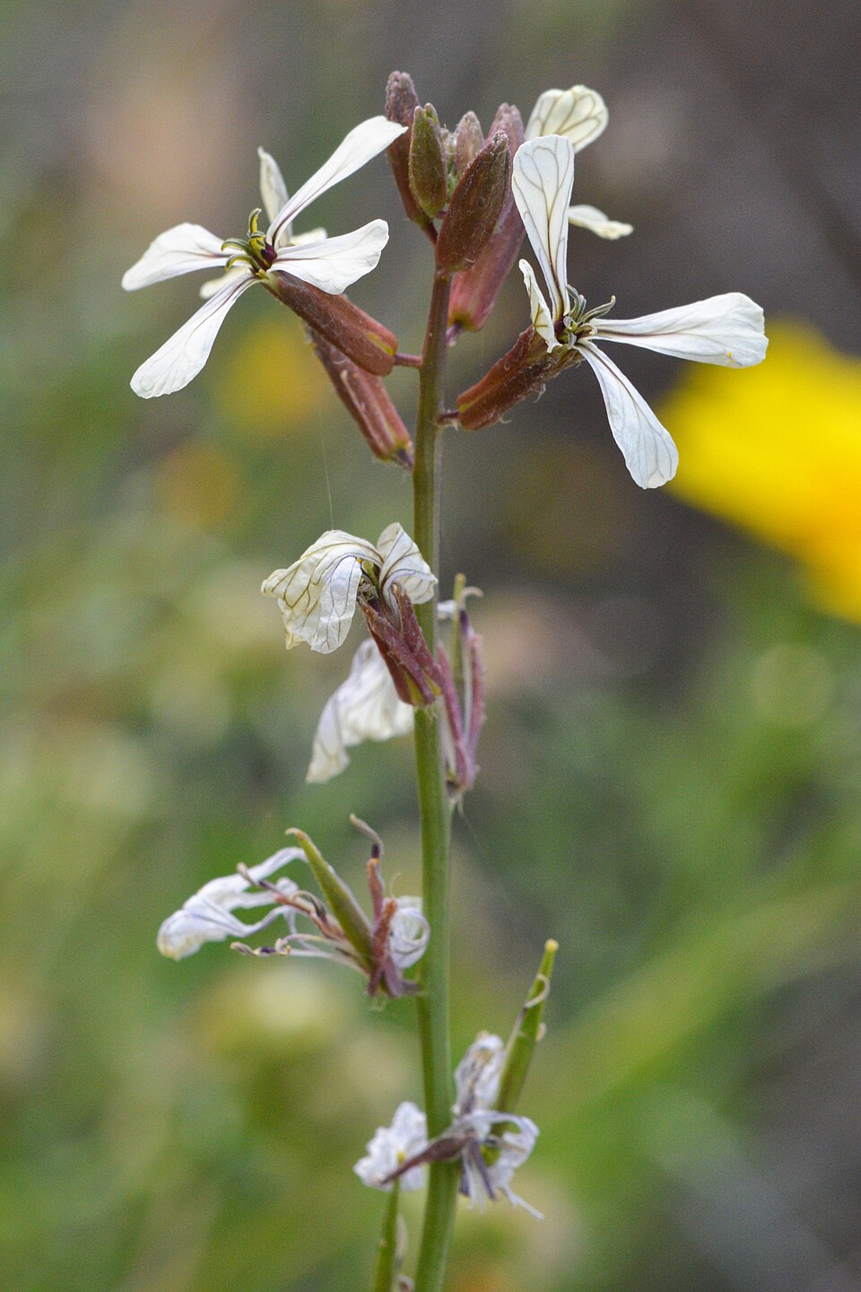 Eruca