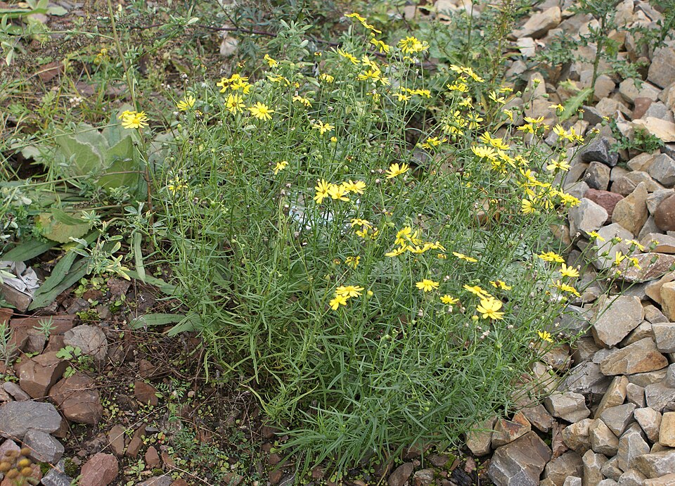 Senecio inaequidens (Narrow-leaved Ragwort)