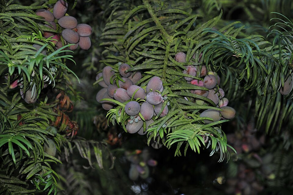 Cephalotaxus fortunei (Chinese Plum Yew)