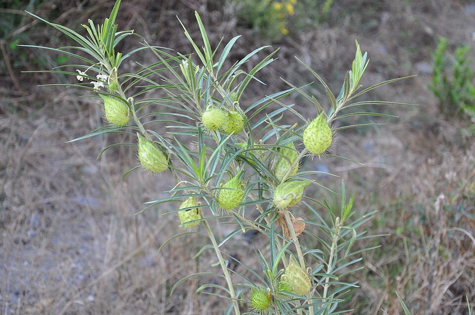 Gomphocarpus fruticosus (Narrow-leaf Cotton Bush) (alternate view 8)