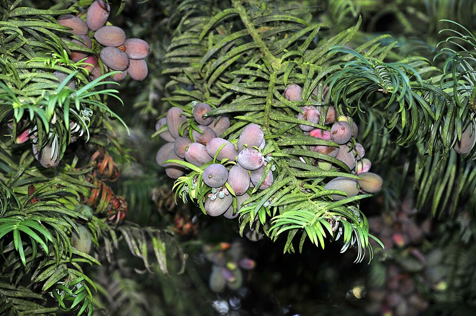 Cephalotaxus fortunei (Chinese Plum Yew)