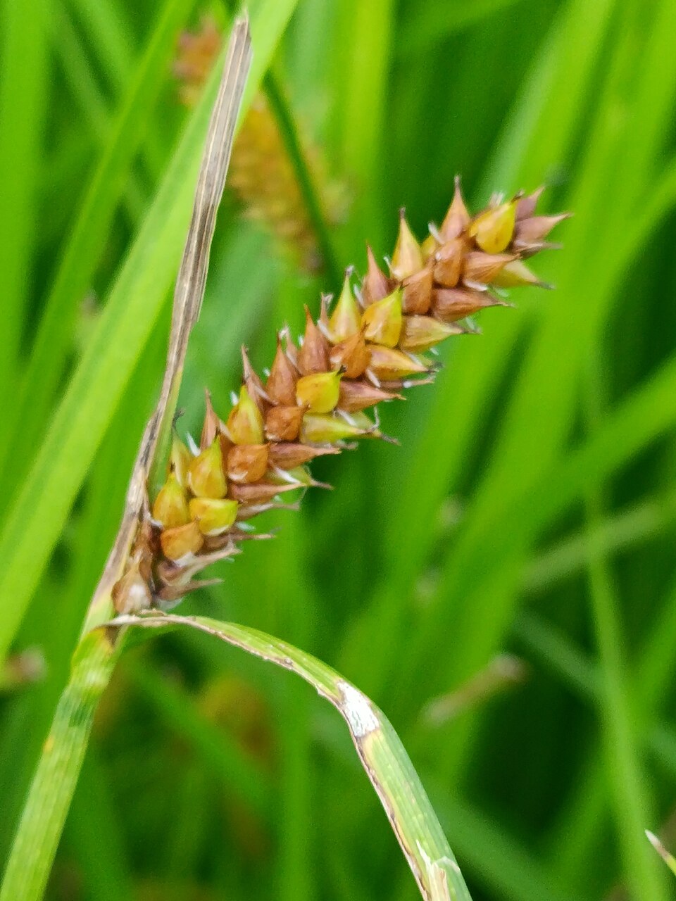 Carex (true sedges) (alternate view 4)