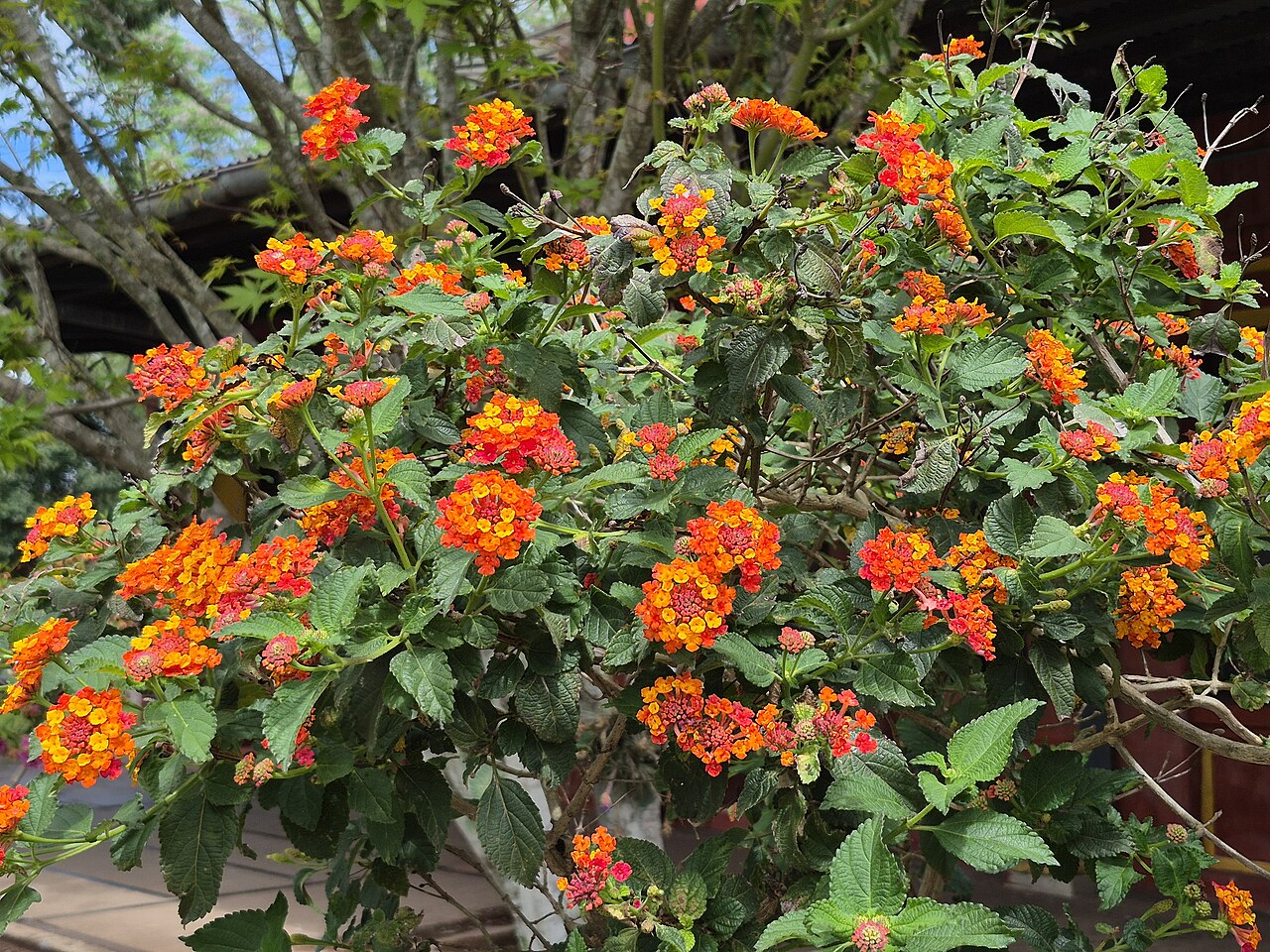 Lantana camara, Lantana — mounding evergreen (Verbenaceae) (image 2 of 10)
