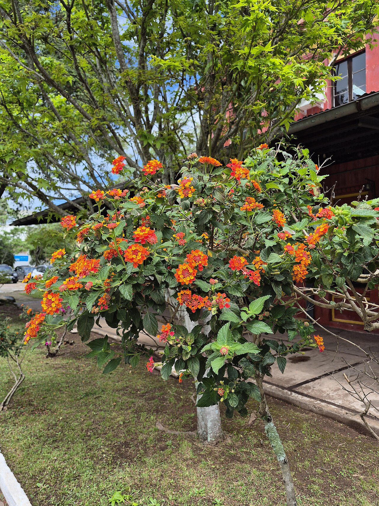 Lantana camara, Lantana — mounding evergreen (Verbenaceae) (image 3 of 10)