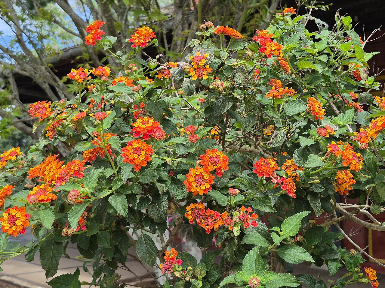 Lantana camara, Lantana — mounding evergreen (Verbenaceae) (image 4 of 10)