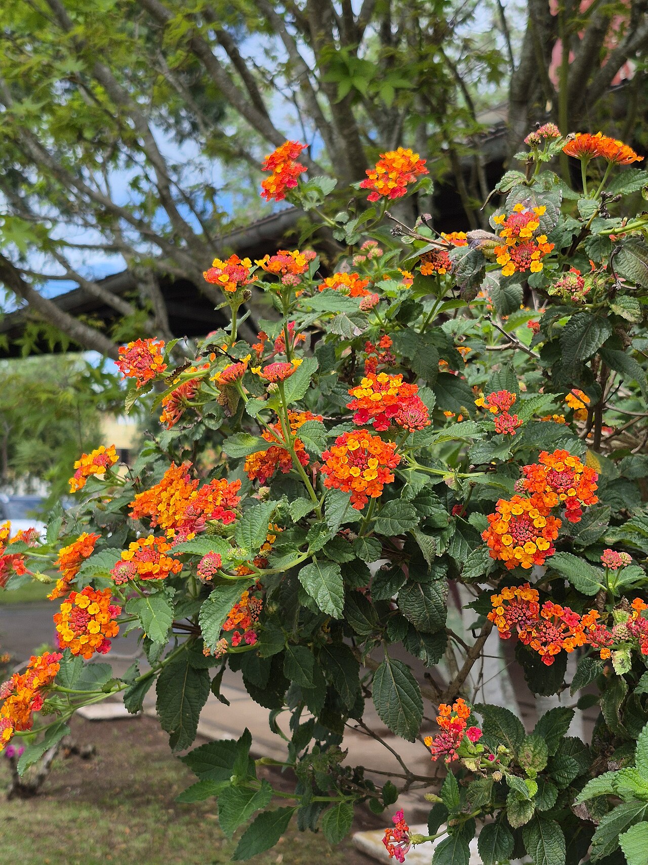 Lantana camara, Lantana — mounding evergreen (Verbenaceae) (image 5 of 10)
