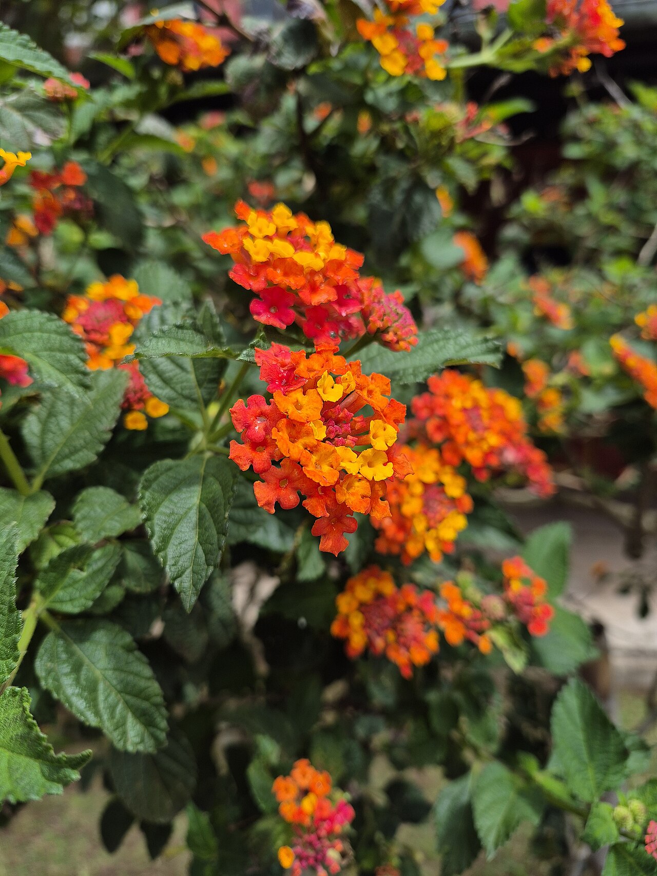 Lantana camara, Lantana — mounding evergreen (Verbenaceae) (image 6 of 10)
