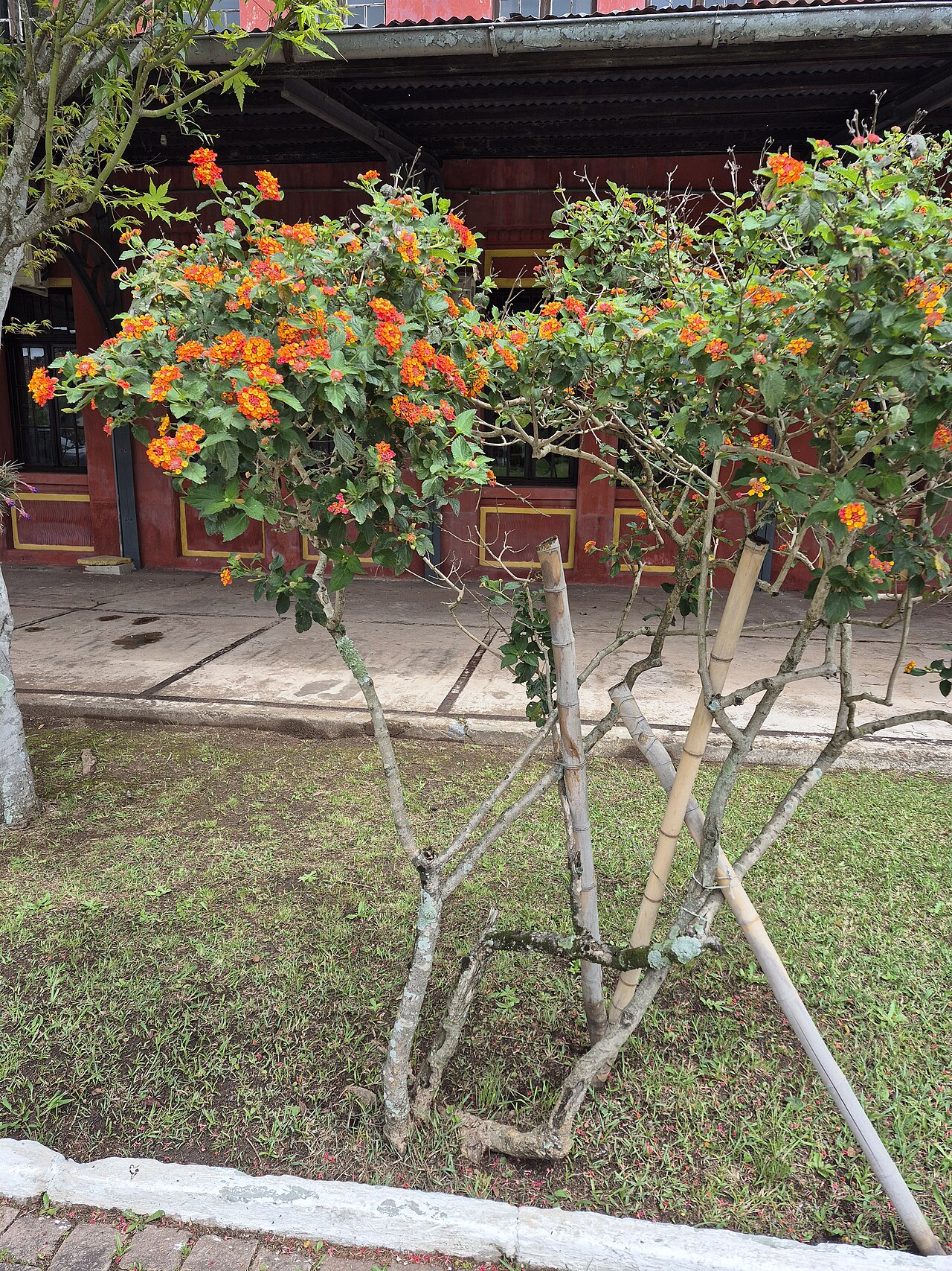 Lantana camara, Lantana — mounding evergreen (Verbenaceae) (image 7 of 10)
