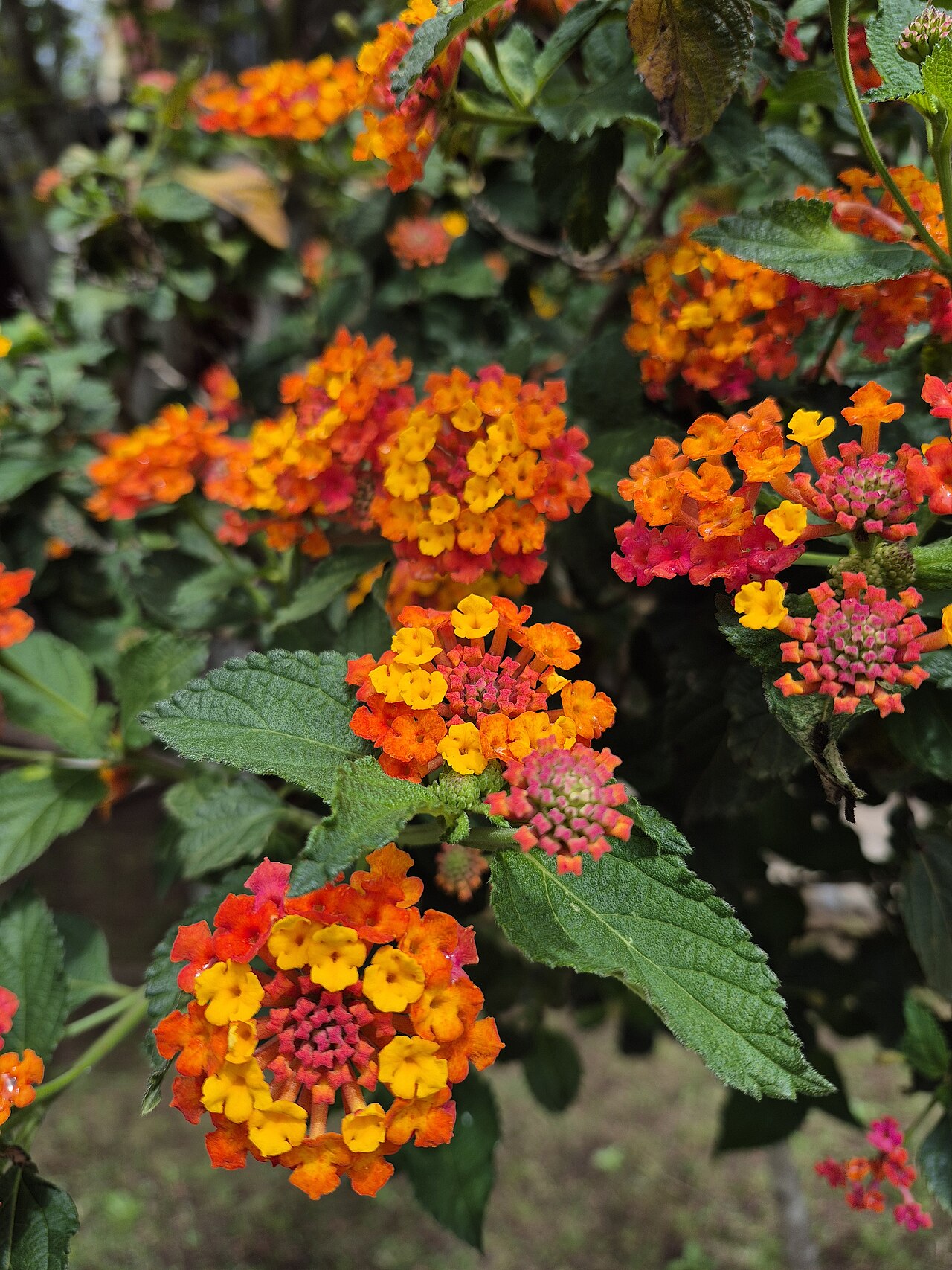 Lantana camara, Lantana — mounding evergreen (Verbenaceae) (image 8 of 10)