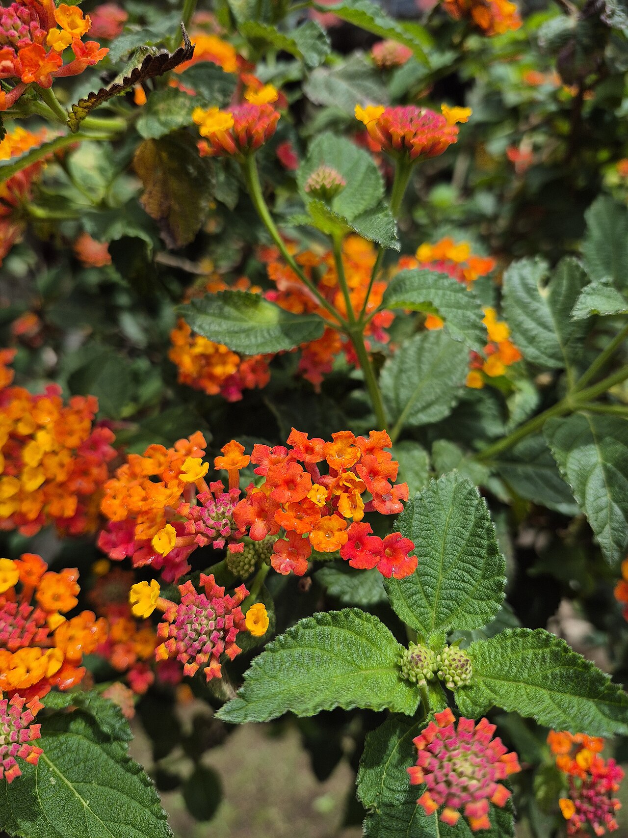 Lantana camara, Lantana — mounding evergreen (Verbenaceae) (image 9 of 10)