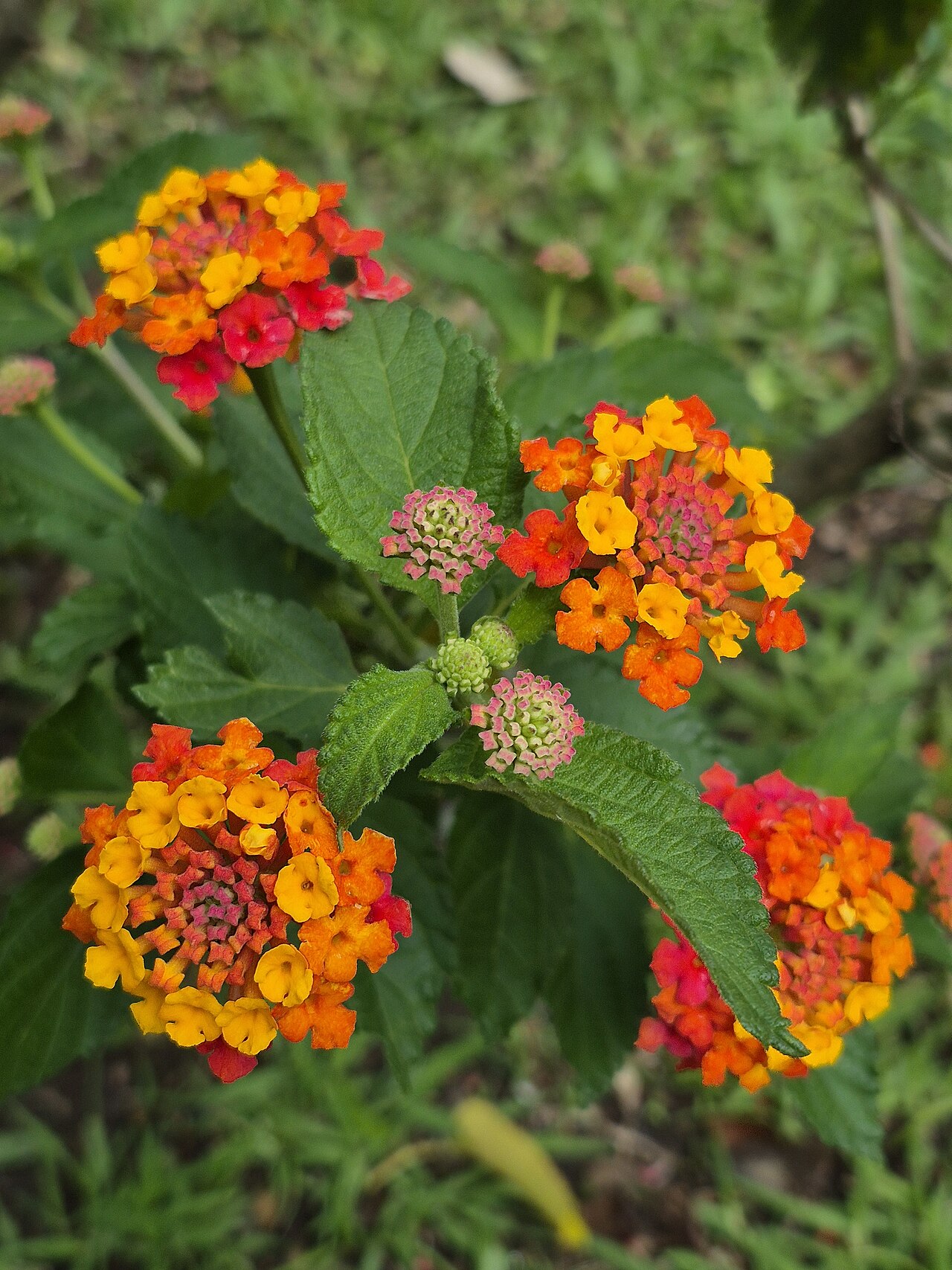 Lantana camara, Lantana — mounding evergreen (Verbenaceae) (image 10 of 10)