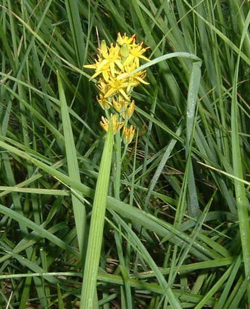 Narthecium ossifragum (bog asphodel)