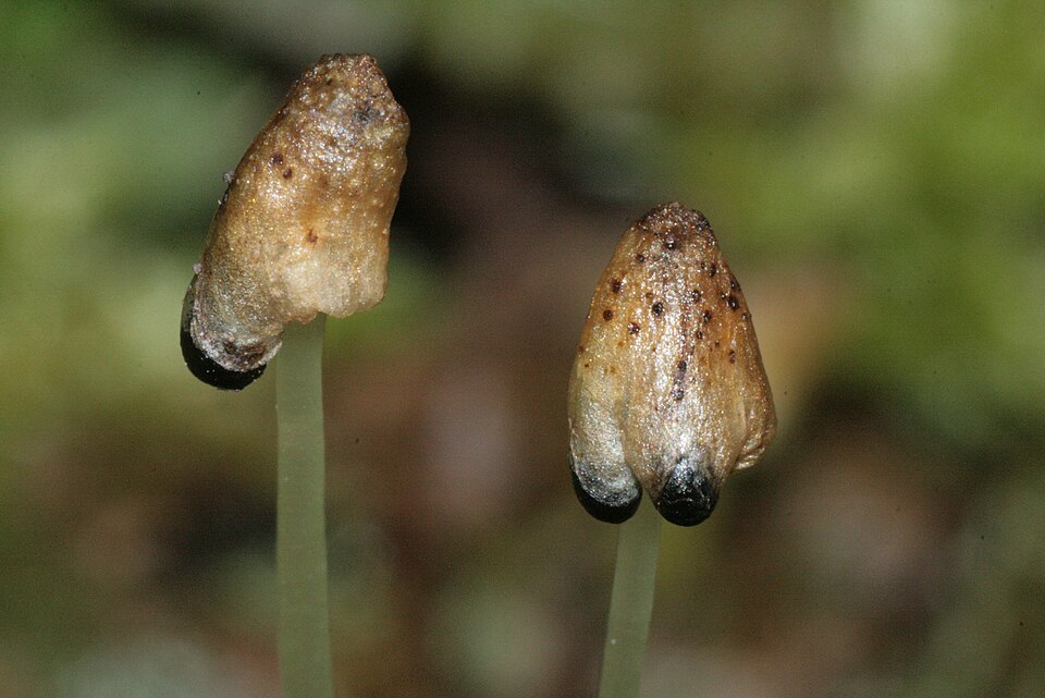 Conocephalum conicum (Great Scented Liverwort)