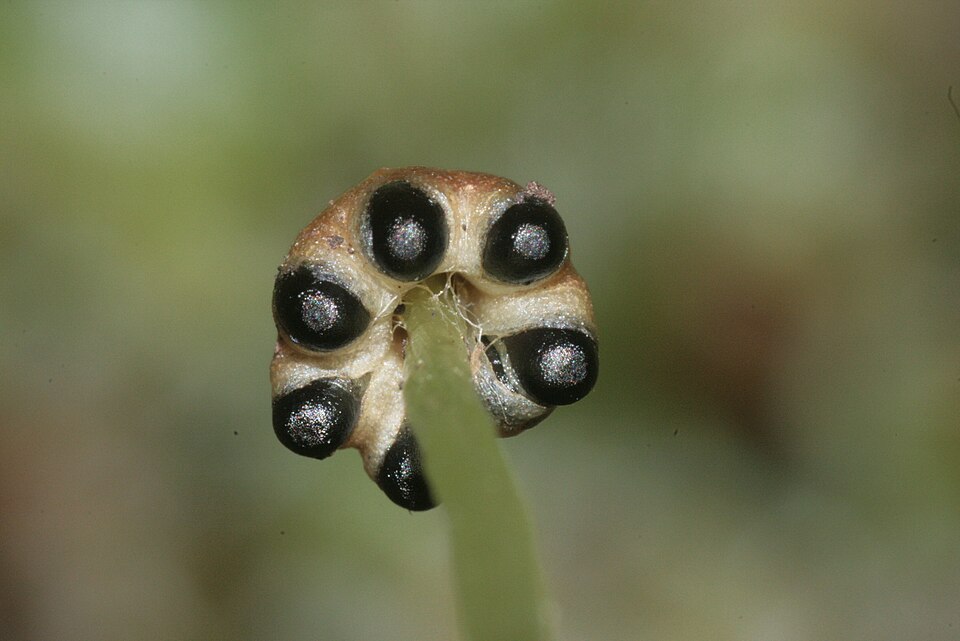 Conocephalum conicum (Great Scented Liverwort)